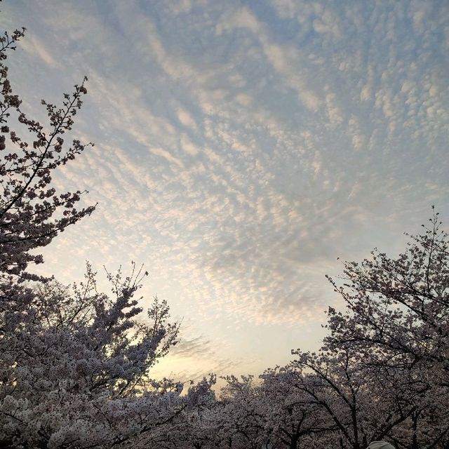 Very Beautiful Cheery Blossoms Park