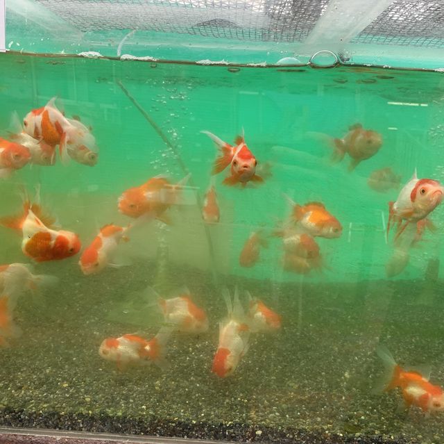 Câu cá Koi và ngắm cá vàng ở Ichigaya