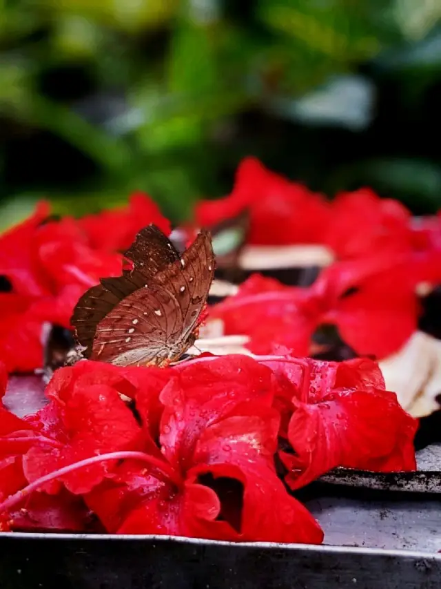 Mariposa in BUTTERFLY PARK KUALA LUMPUR. 