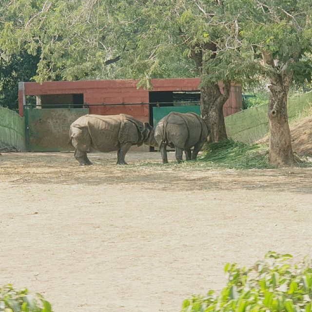 인도의 동물원 Jungle Safari