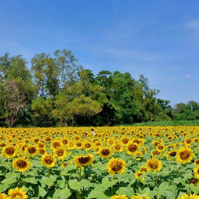 ทุ่งทานตะวันอ่างเก็บน้ำดอกกราย
