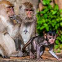 MONKEY FOREST AT