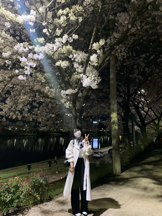 [대구] 벚꽃 명소 아양교 기찻길 🚞🌸🌸💗