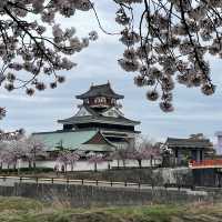 愛知県　清洲城の桜
