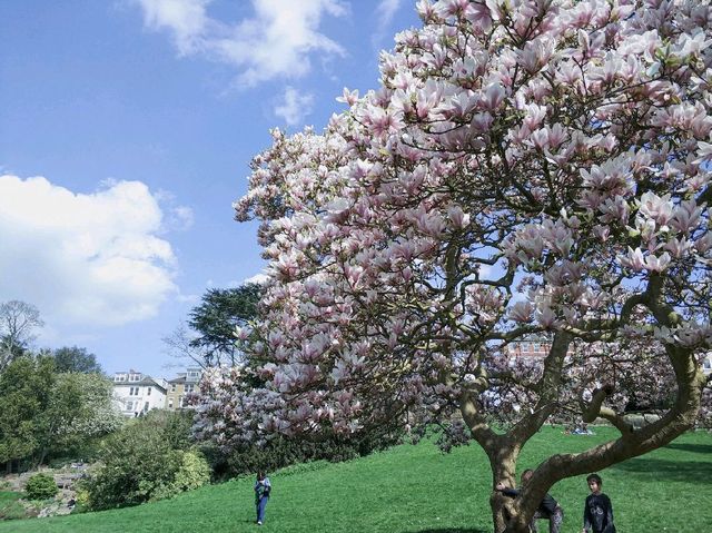 倫敦近市超大鹿公園