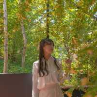 [목향장미와 예쁘게 찍는방법! 대구카페, 큐바이쿼트🌼]