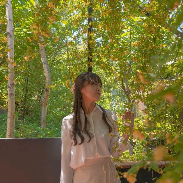 [목향장미와 예쁘게 찍는방법! 대구카페, 큐바이쿼트🌼] | 트립닷컴 대구 [목향장미와 예쁘게 찍는방법! 대구카페, 큐바이쿼트🌼] | 트립닷컴 대구 