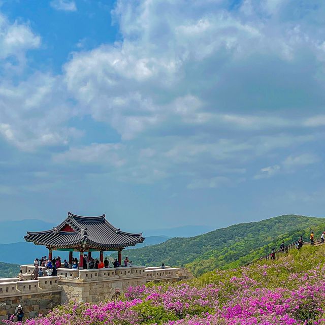  철쭉 군락지 Top1 황매산! 철쭉이 져도 즐길 수 있다!