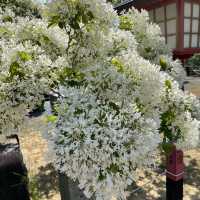 なんじゃもんじゃが満開の5月