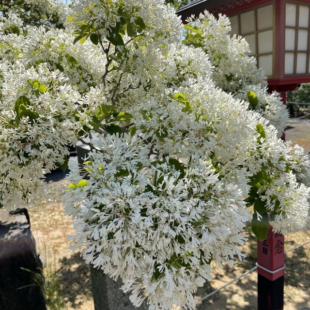 なんじゃもんじゃが満開の5月