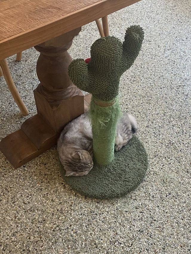 부산에서 귀여운 고양이 친구와 함께하는 즐거운 티타임 🐱