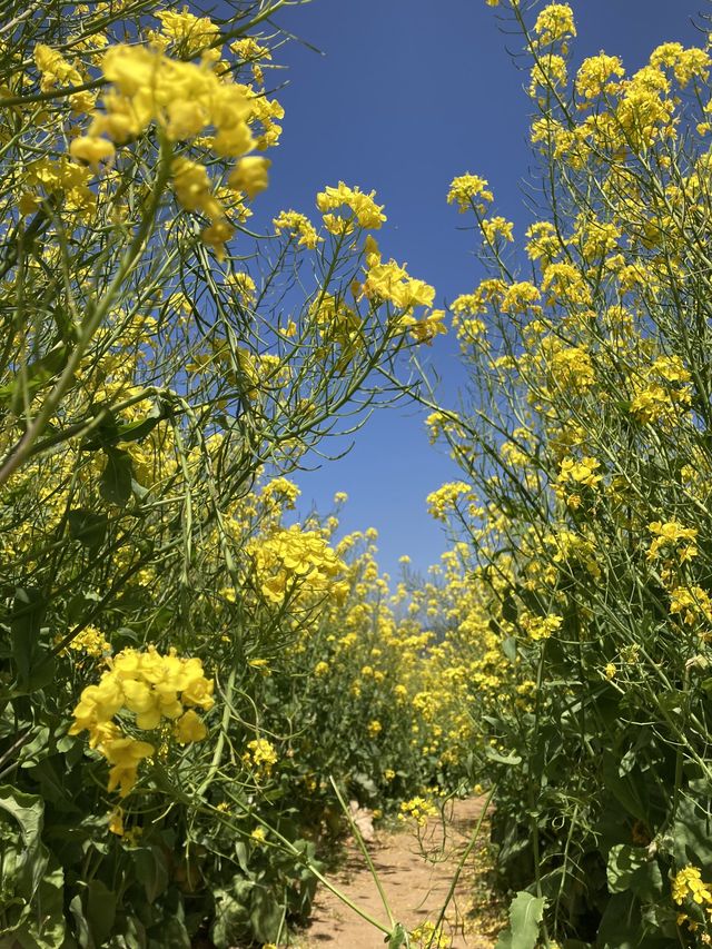 黄色い花道🌼