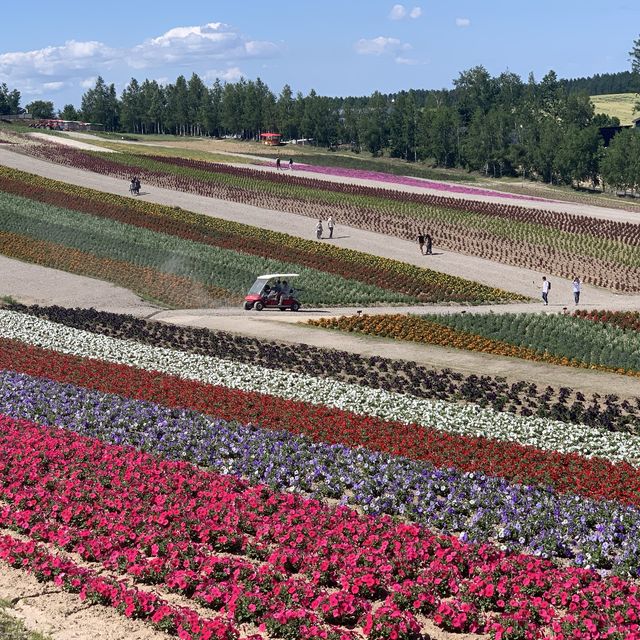 美瑛四季彩の丘　花のグラデーション🌸