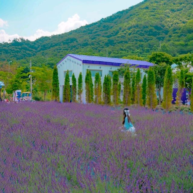 💜[부산, 라벤더팜]에서 인생샷찍는 꿀팁🍯