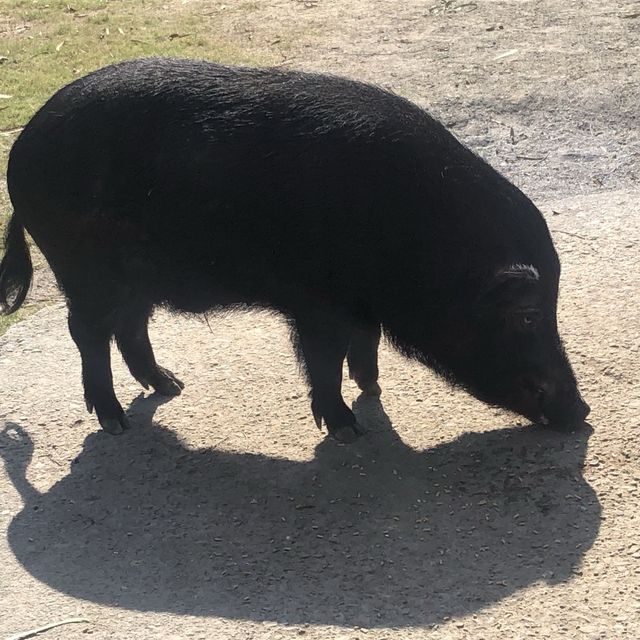 臺南頑皮世界動物園