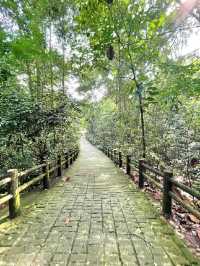 Morning Walk @BukitBatok Nature Park
