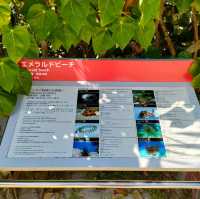 【沖縄 国頭村】エメラルドビーチ🏝️✨🏝️✨🏝️