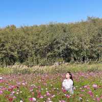 가을 하면 제일 먼저 생각나는 꽃 코스모스🌸