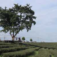 清萊必到翠峰茶園