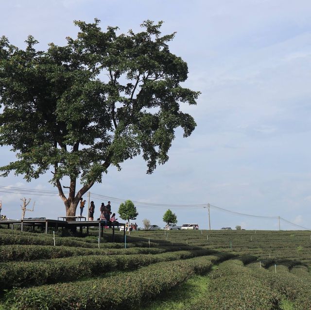清萊必到翠峰茶園
