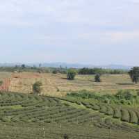 清萊必到翠峰茶園