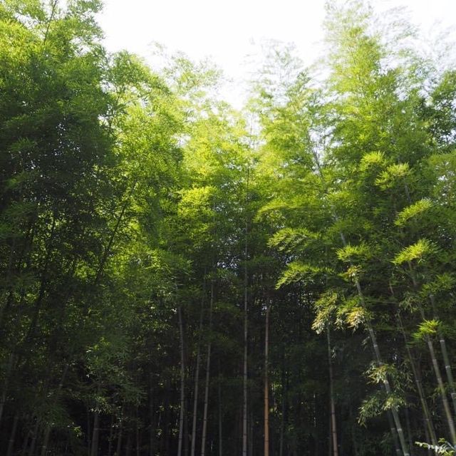 大阪近郊人氣嵐山❤️大片竹林打卡位😉