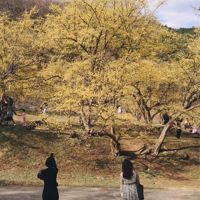 🌼노오란 산수유가 만개한 ‘이천 산수유 마을’