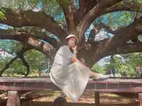 ต้นจามจุรียักษ์ 🌳🌳