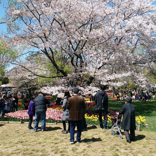 櫻花🌸鬱金香祭🌷