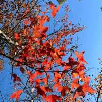 第1站: 大棠楓香林(紅葉篇)