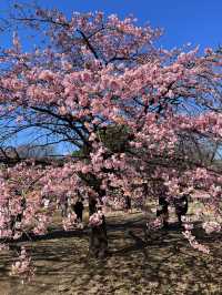 Sakura blooming earlier