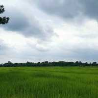 #ภูกระเหรี่ยง​ สายชิลล์ต้องมา​  นครนายก​