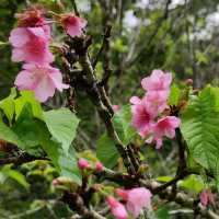 SAKURA PARK, WEST JAVA