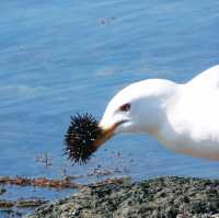 利尻島のグルメな鳥たち