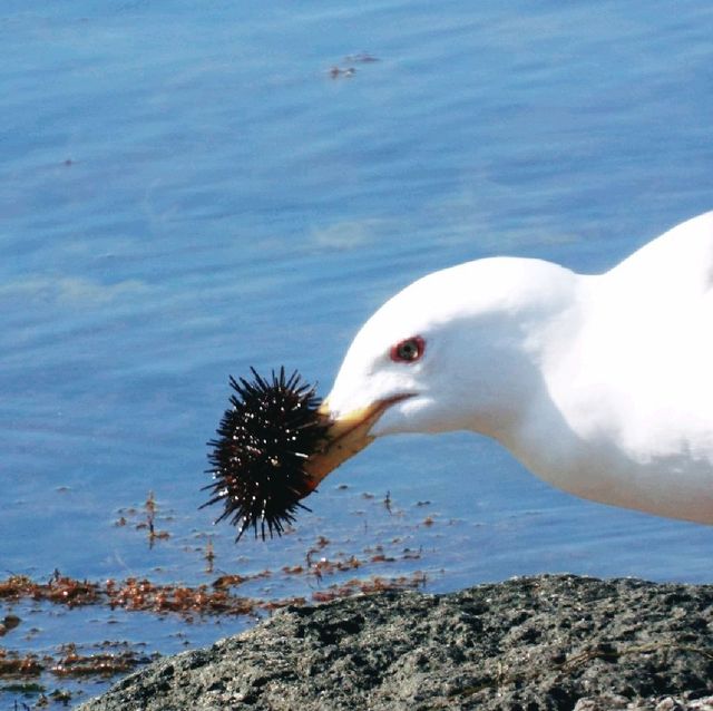 利尻島のグルメな鳥たち