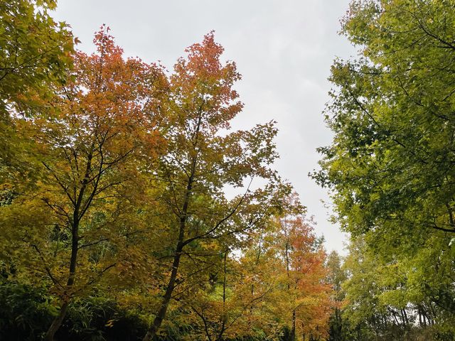 🍁千島湖大棠紅葉之旅🍁 🍁千島湖大棠紅葉之旅🍁