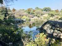 【熊本】水前寺公園で枝垂れ桜を鑑賞