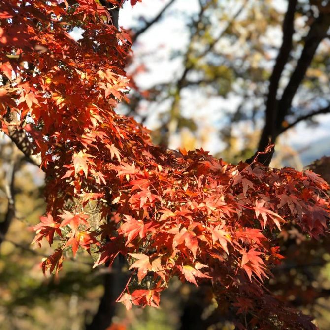 高尾山紅葉🍁冬日遊