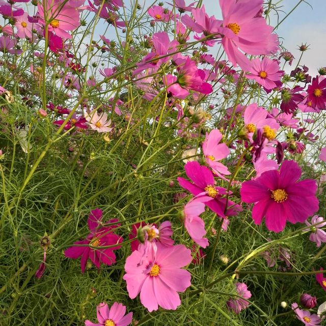 《苗栗》銅鑼鄉 杭菊花季～