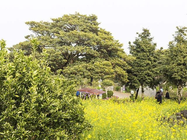 유채꽃 만개 제주 허브동산