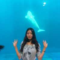 벨로가를 볼 수 있는 아쿠아플라넷 여수🐬