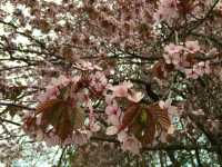 北海道　静内桜めぐり❗️ 二十間道路桜並木の桜に感動❗️