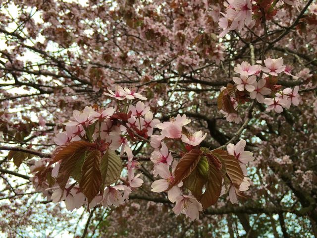 北海道　静内桜めぐり❗️ 二十間道路桜並木の桜に感動❗️