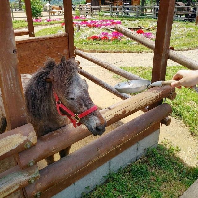 ふれあいのくに　ポニー給餌体験