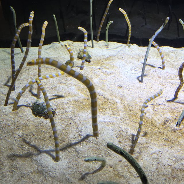 【東京】東京スカイツリーのすみだ水族館