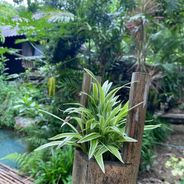 คาเฟ่ธรรมชาติ “ที่นี่บางเบาะ ป่าตอง”