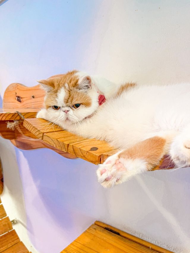 คาเฟ่แมว ย่านราชเทวี😸