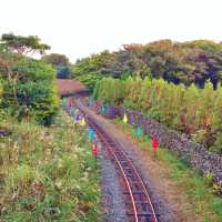 🚂 가을과 어울리는 소풍기차, 에코랜드