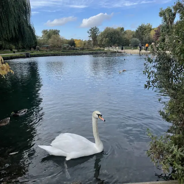 Bibury Trout Farm 天鵝組長負責吸引遊人