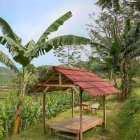 Sakala Coffee